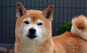 Shiba Inu Price Explodes to $0.01 as Shibarium Mainnet Goes Live!