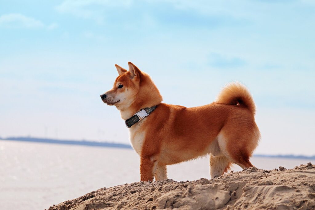 Chat GPT gives 10 reasons for the price explosion of Shiba Inu token in December 2023